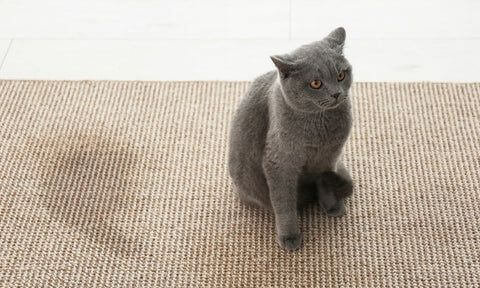 A cute grey cat sitting on a clean beige carpet, highlighting pet-friendly cleaning solutions.