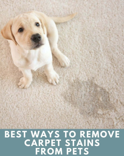 A puppy sitting on a carpet with visible pet stains, promoting effective pet stain removal services by Home Clean CPH.